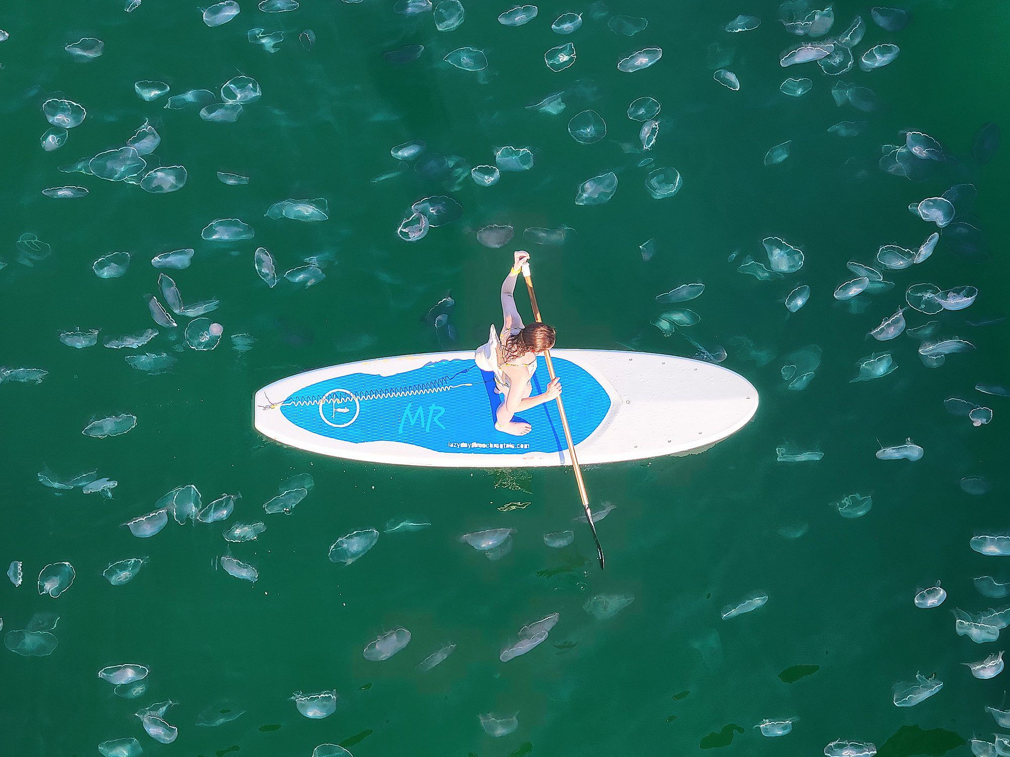 Missy Robison snapped this photo from the Navarre Beach Fishing Pier last week, as a stand-up paddleboarder paddled through a blanket of jellyfish.