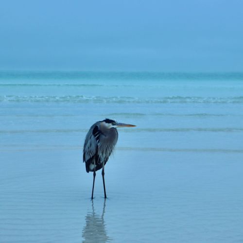 Cold Beach-Blue Heron