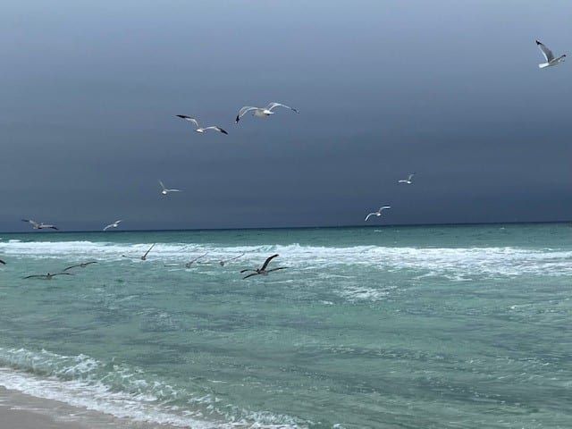 A rainy and stormy day is ahead of us so be careful out there Navarre.
Today's Photo of the Day features a flock of birds flying over the Gulf of Mexico and was taken by Maryetta Casey.