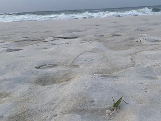 grasshopper on beach