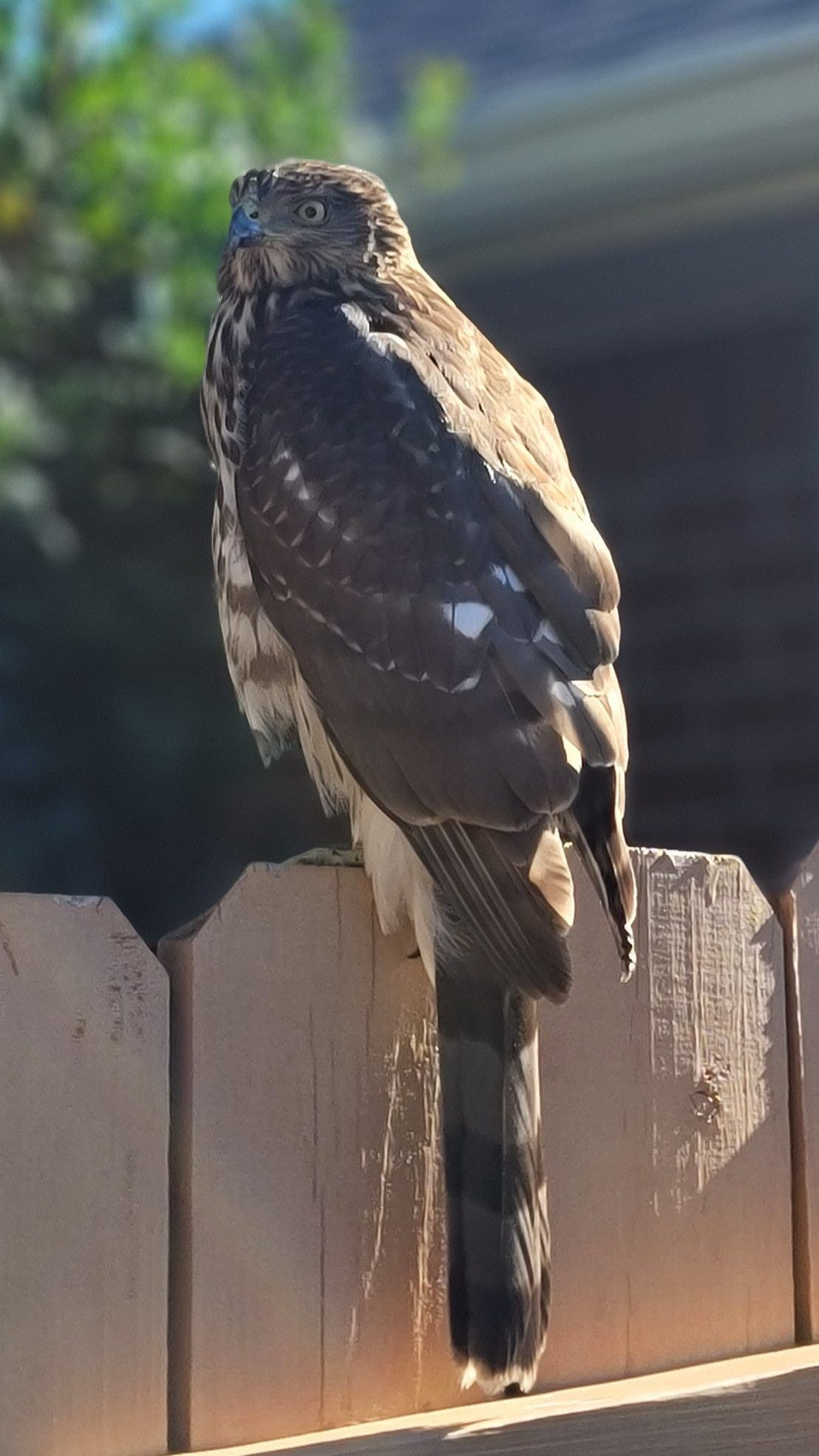 Today's Photo of the Day comes from Matthew Blalock. Matthew spotted this handsome hawk in Robledal Estates in Navarre.