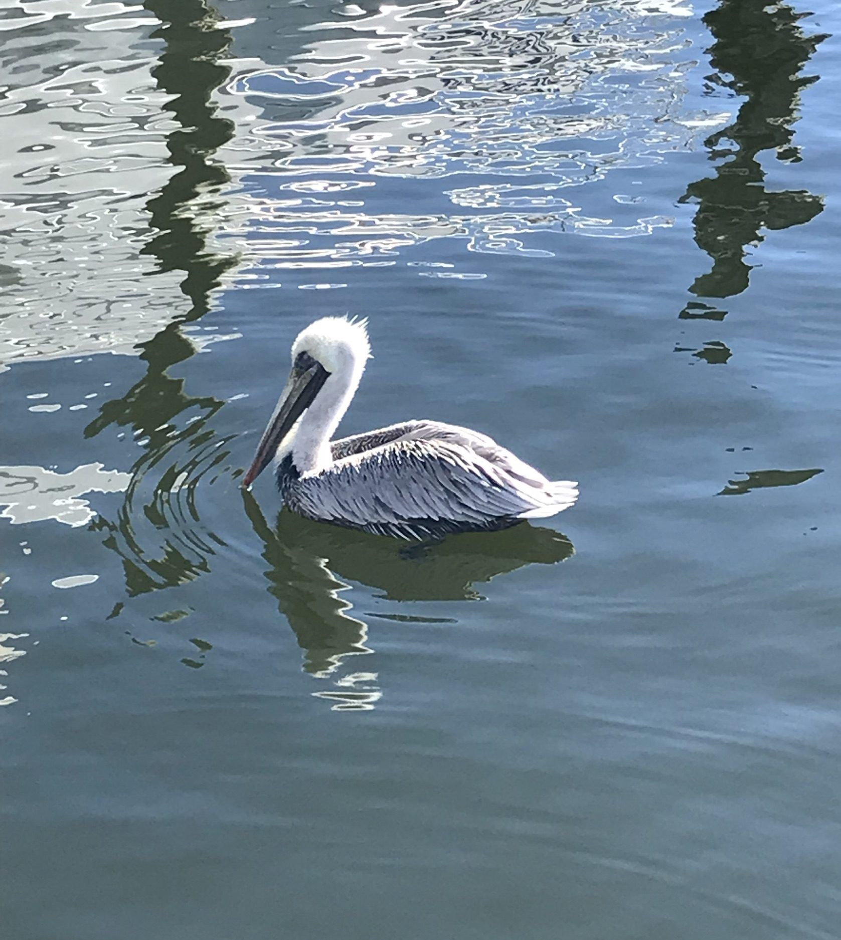 Today's Photo of the Day comes from Gerry Barnes. Jerry took this photo on Nov. 2, 2021 at Harbor Walk Marina in Destin. 

"I am fascinated by pelicans," Gerry said.