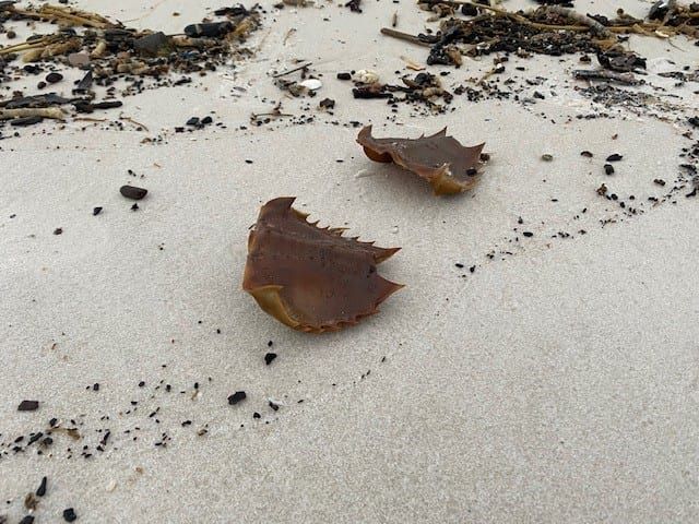 Photo submitted by Maryetta Casey.