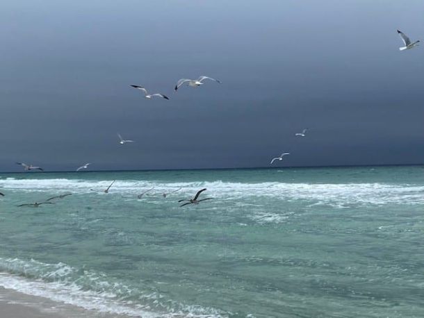 birds on ominous beach