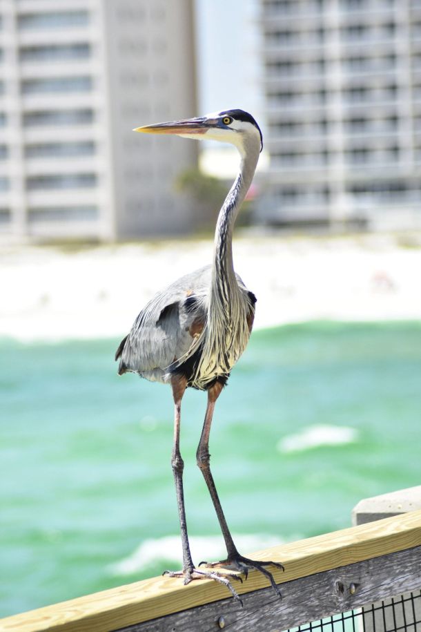 blue heron on pier