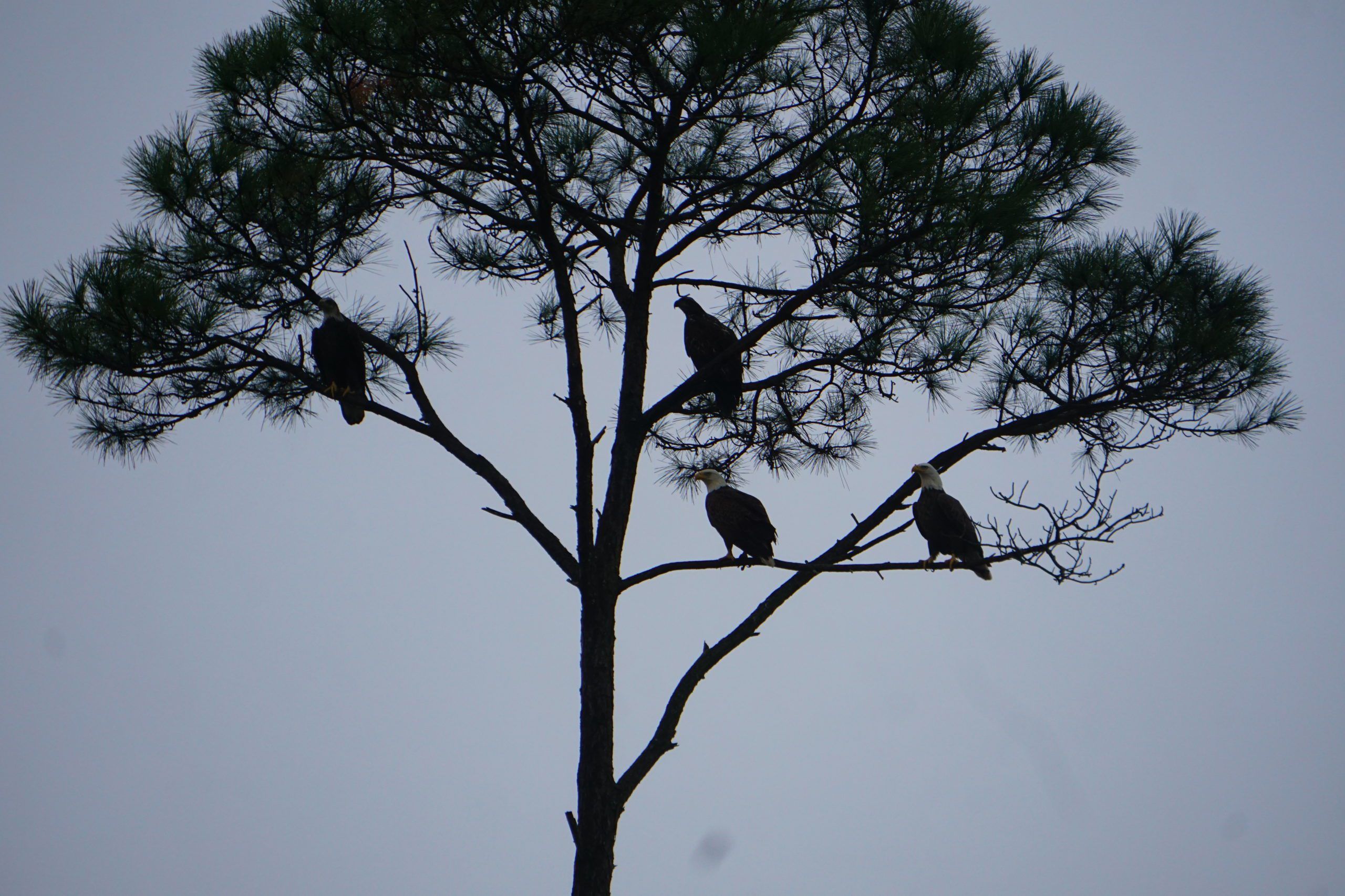 Today's Photo of the Day comes from Don Britt. Don spotted a family of four eagles outside his front door in Navarre. 🦅