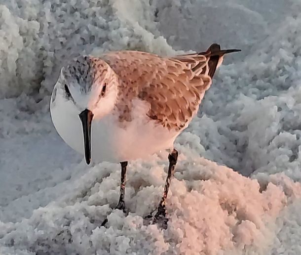 Sanderling