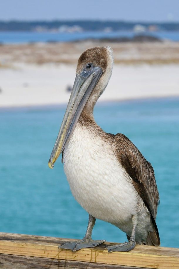 pelican