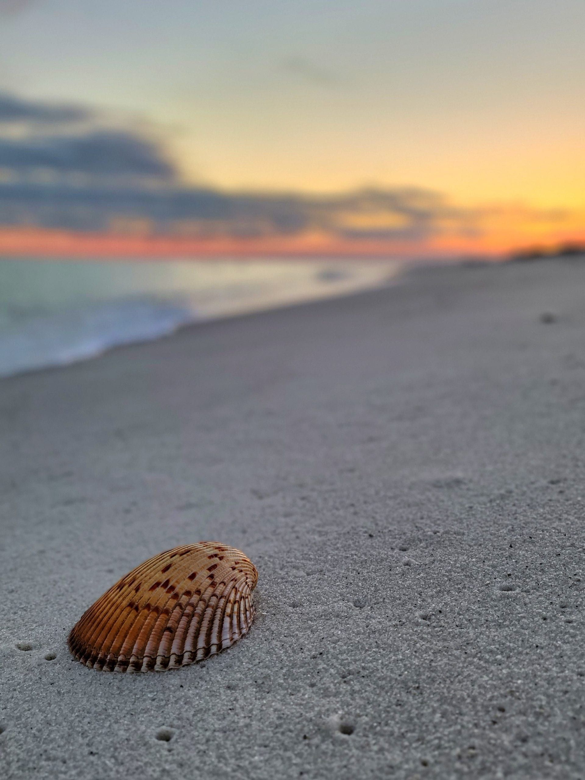 Focus on the positive.
Today's Photo of the Day was taken by Liz Fisher who found this cockle shell on a sunset walk on Navarre Beach last weekend. Email your Photo of the Day submissions to editor@navarrepress.com.