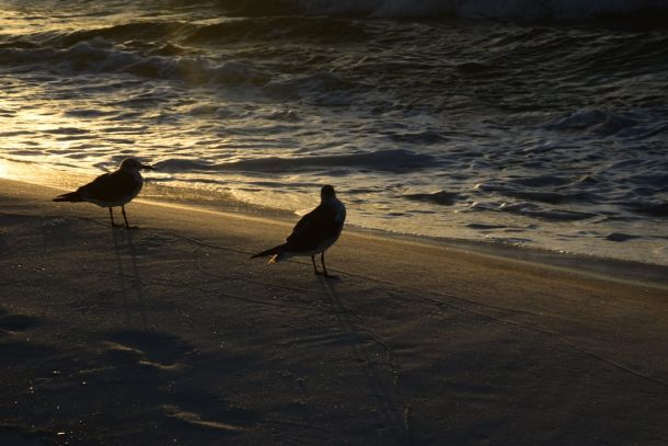 Birds at sunset