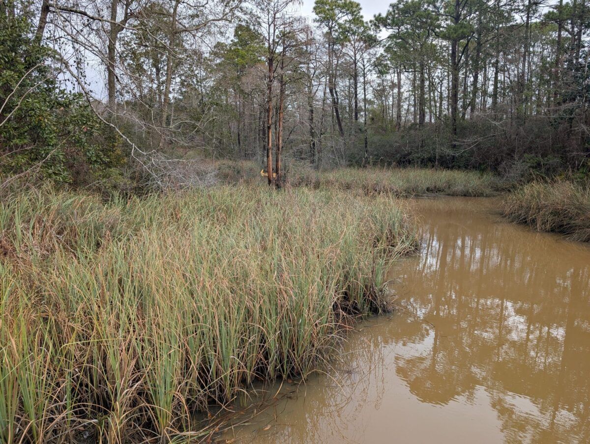 Mulat Bayou polluted