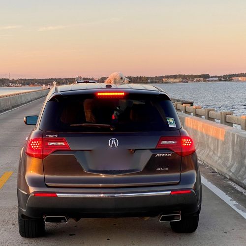 Pup in Beach Traffic