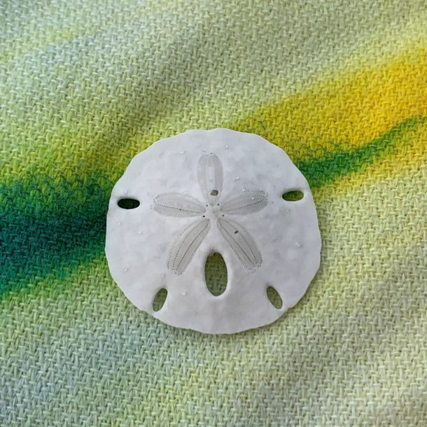 sand dollar