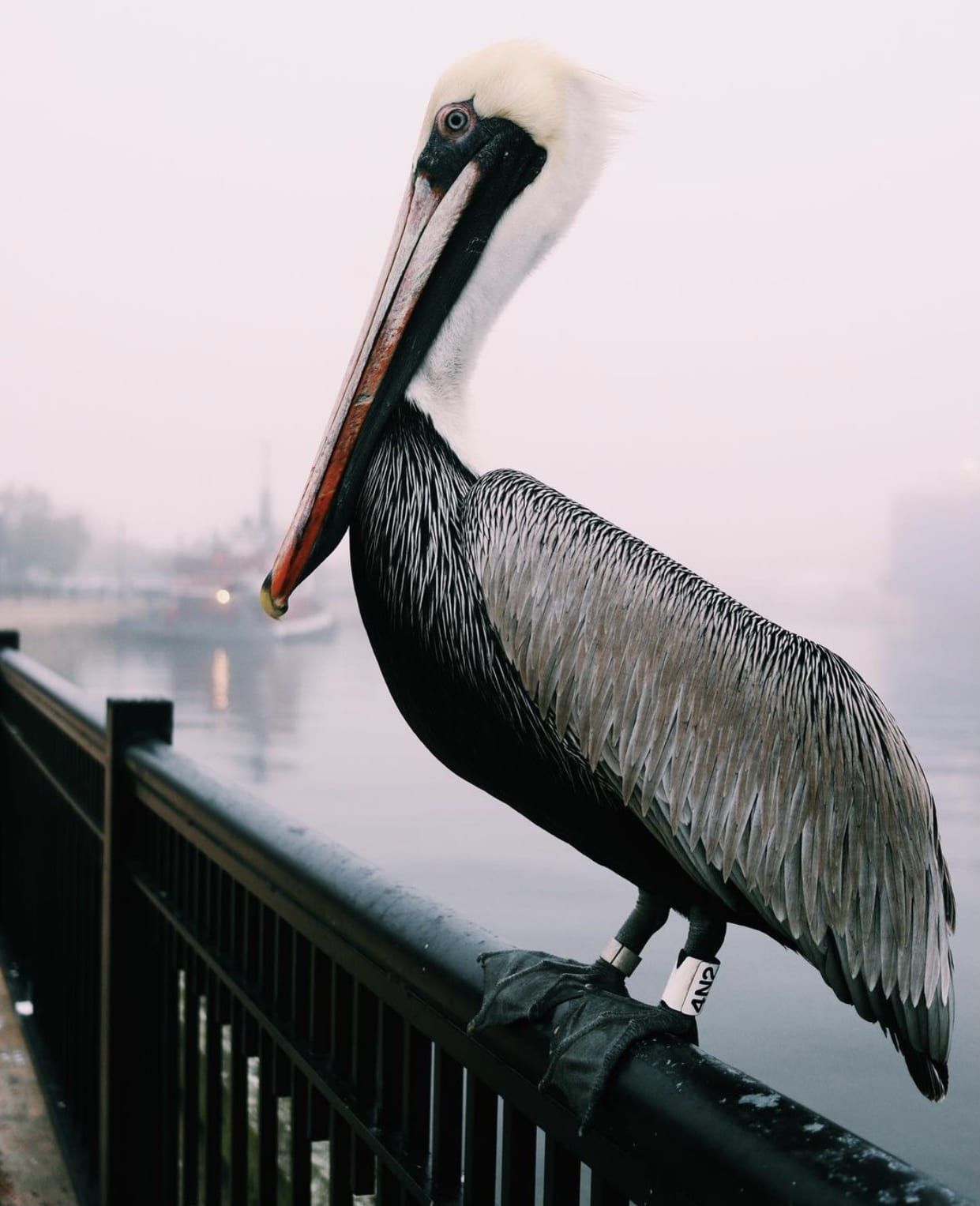 A rainy day ahead of us, but this pelican doesn't seem to mind.
Today's Photo of the Day was taken by Kayla Guzman.