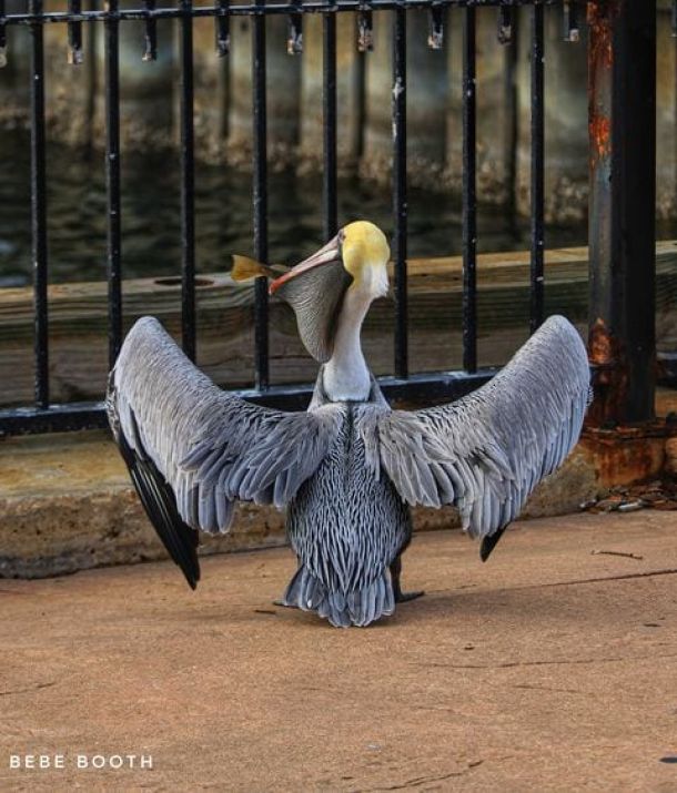 Pelican