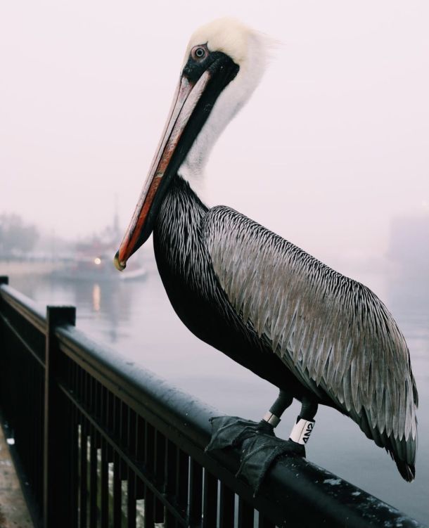 Pelican on foggy day