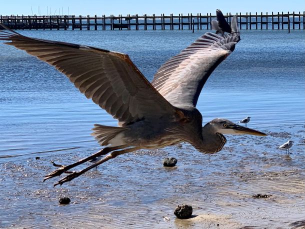 Bird-Theresa Adkisson