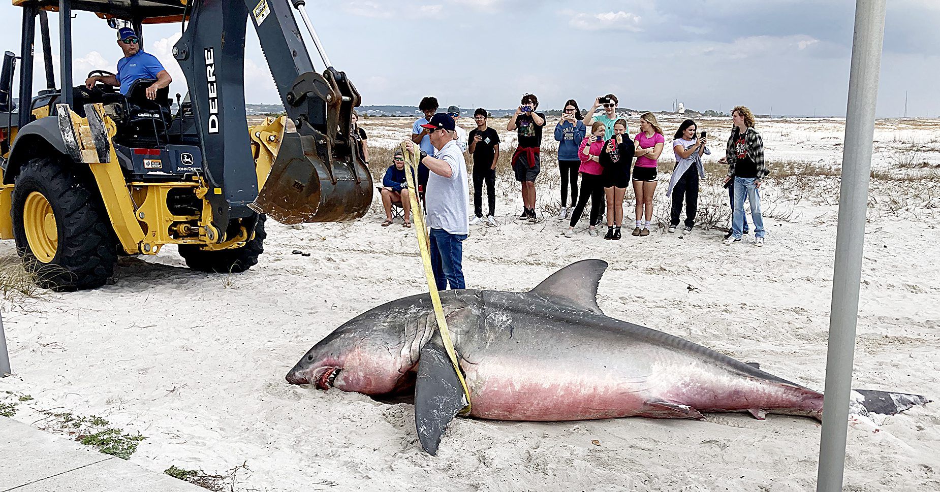Great White Shark Washes Ashore On Navarre Beach Navarre Press