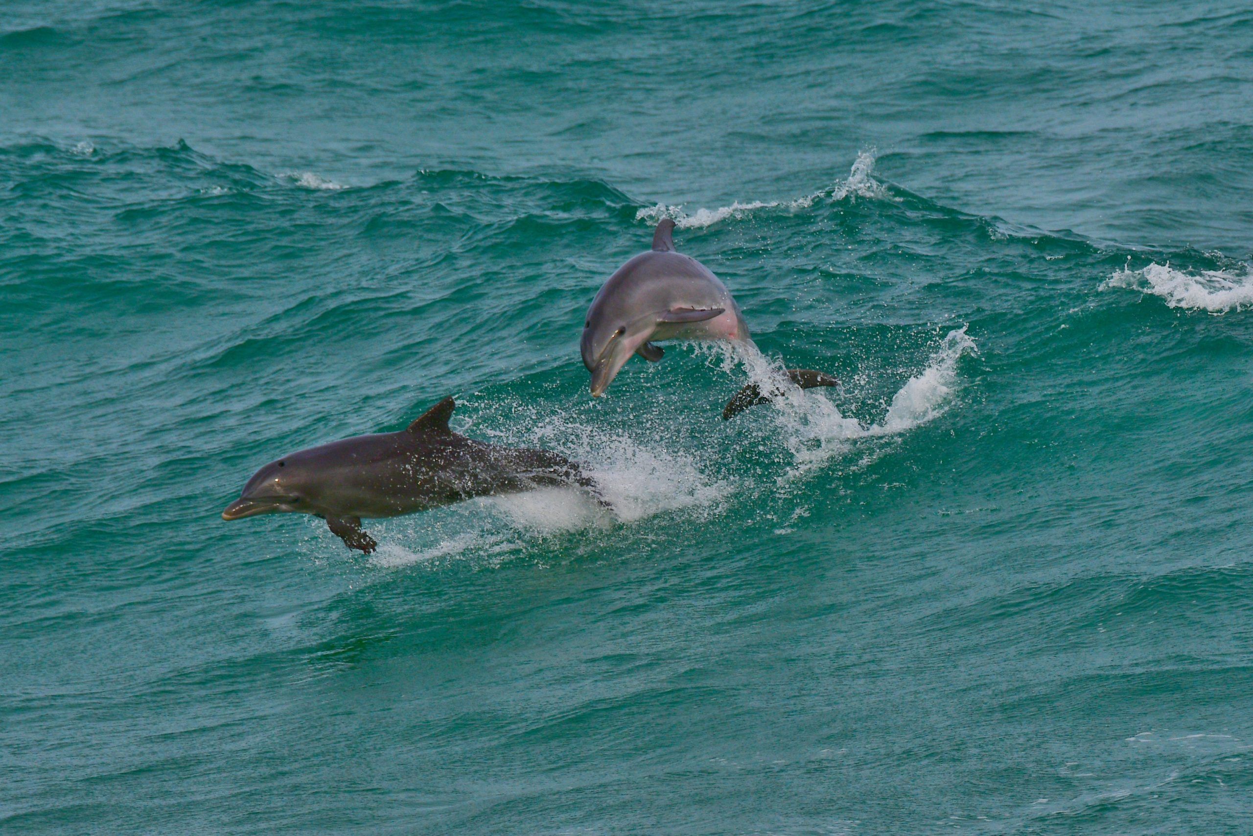 Today's Photo of the Day was submitted by Ron Norton. Ron captured two dolphins breaching the water at Navarre Beach. 🐬