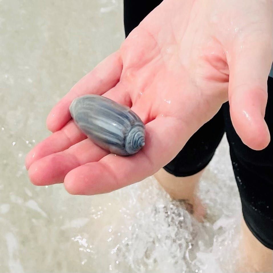Fresh week. Fresh start. Happy Monday Navarre.
Today's Photo of the Week was submitted by Theresa Adkisson. Can anyone identify this shell?