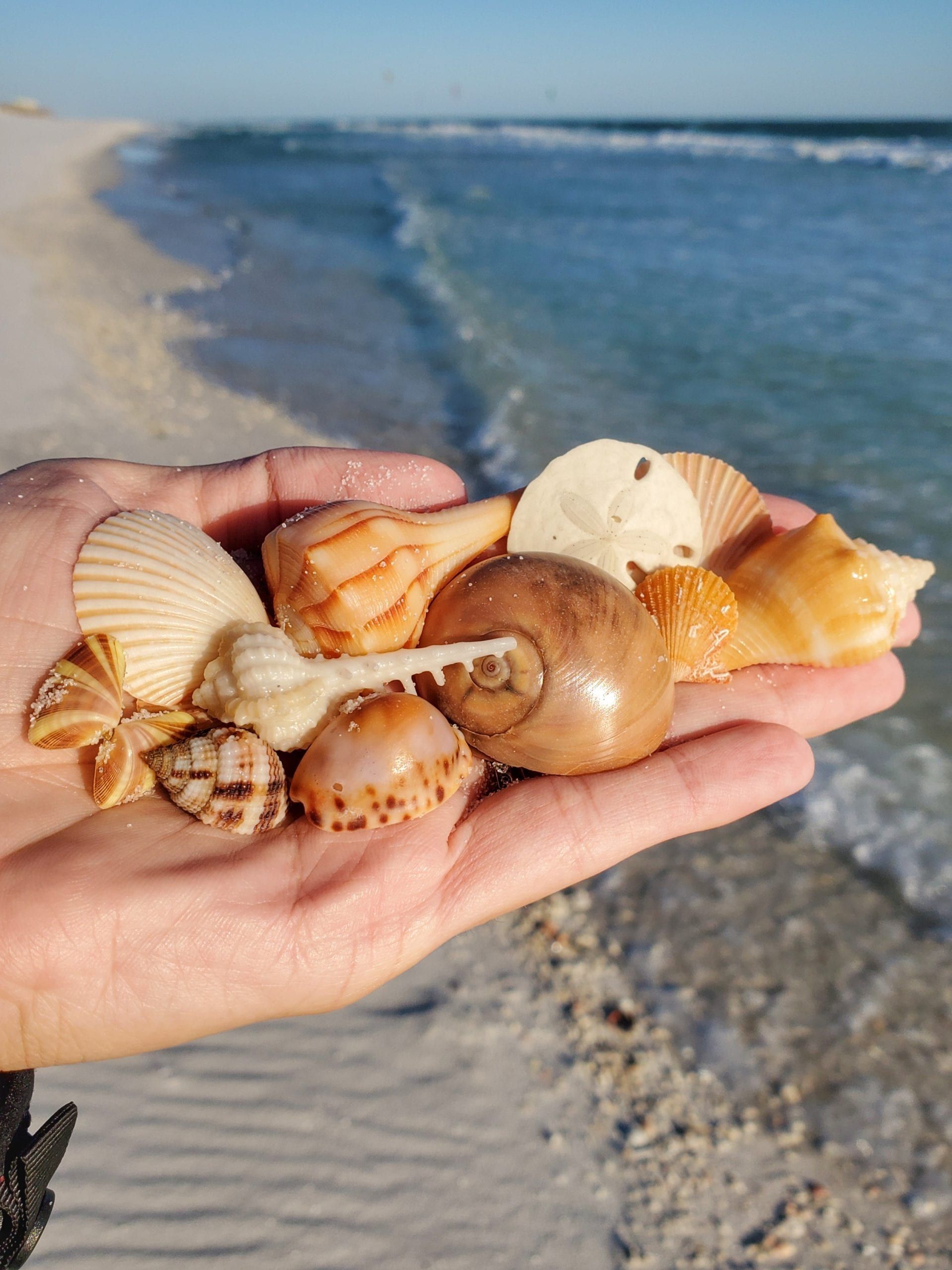 Happy 1st day of February Navarre!
It's going to be a chilly one today with a high of 52 and a low of 36. It's never too cold for shelling on Navarre Beach though. Bundle up and enjoy searching for the perfect seashell like one of these.
Today's Photo of the Day was submitted by Liz Fisher.