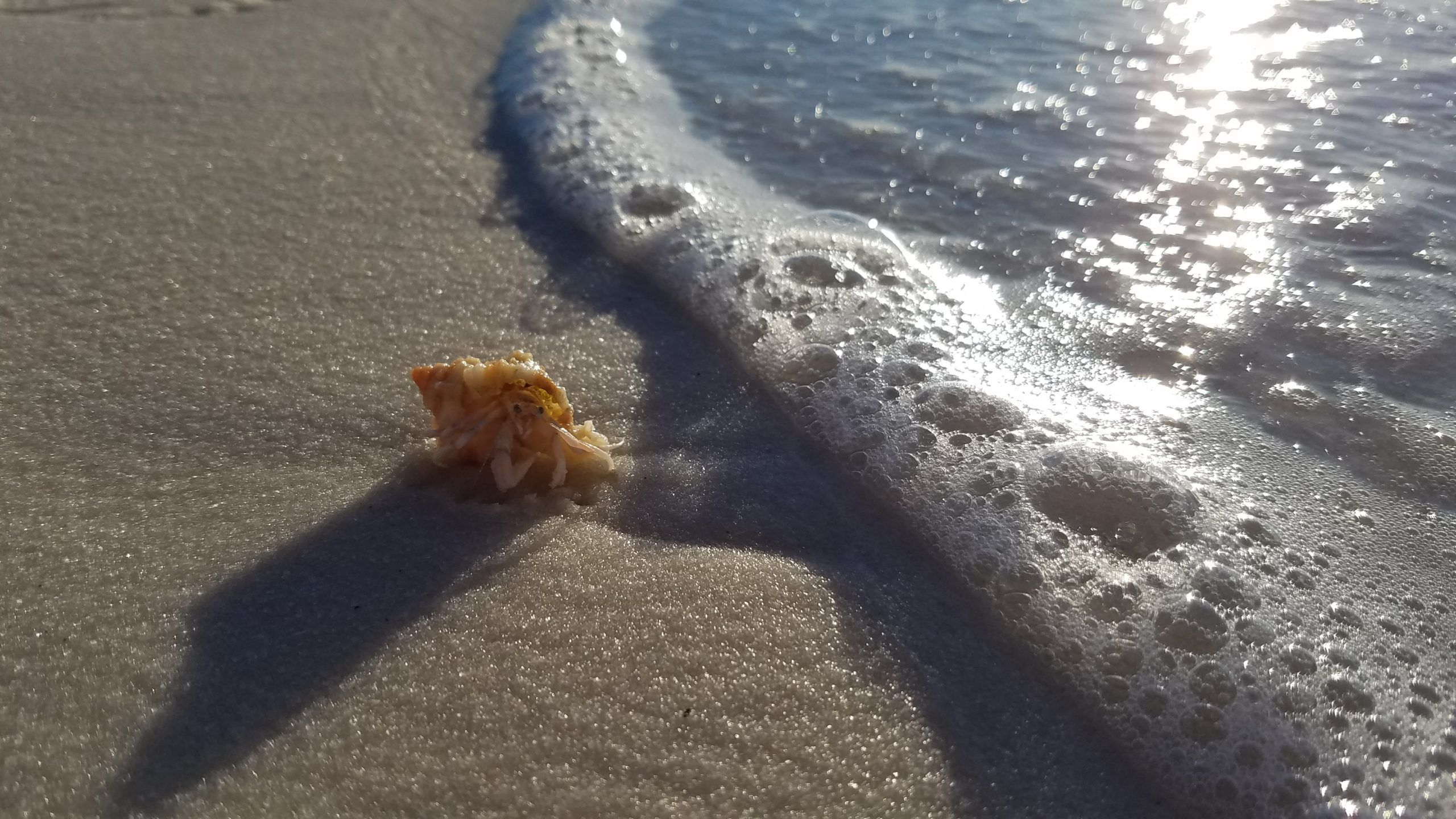 Today's Photo of the Day comes from Cathy Hawkins. 

“I took this photo on Sept. 24 while walking on the beach one morning. A little hermit crab was talking a walk in the waves too! We were on vacation visiting my son, daughter-in-law and newborn granddaughter,” Cathy said. 🦀