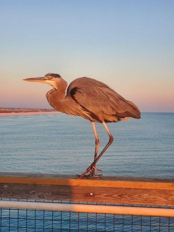 heron on pier