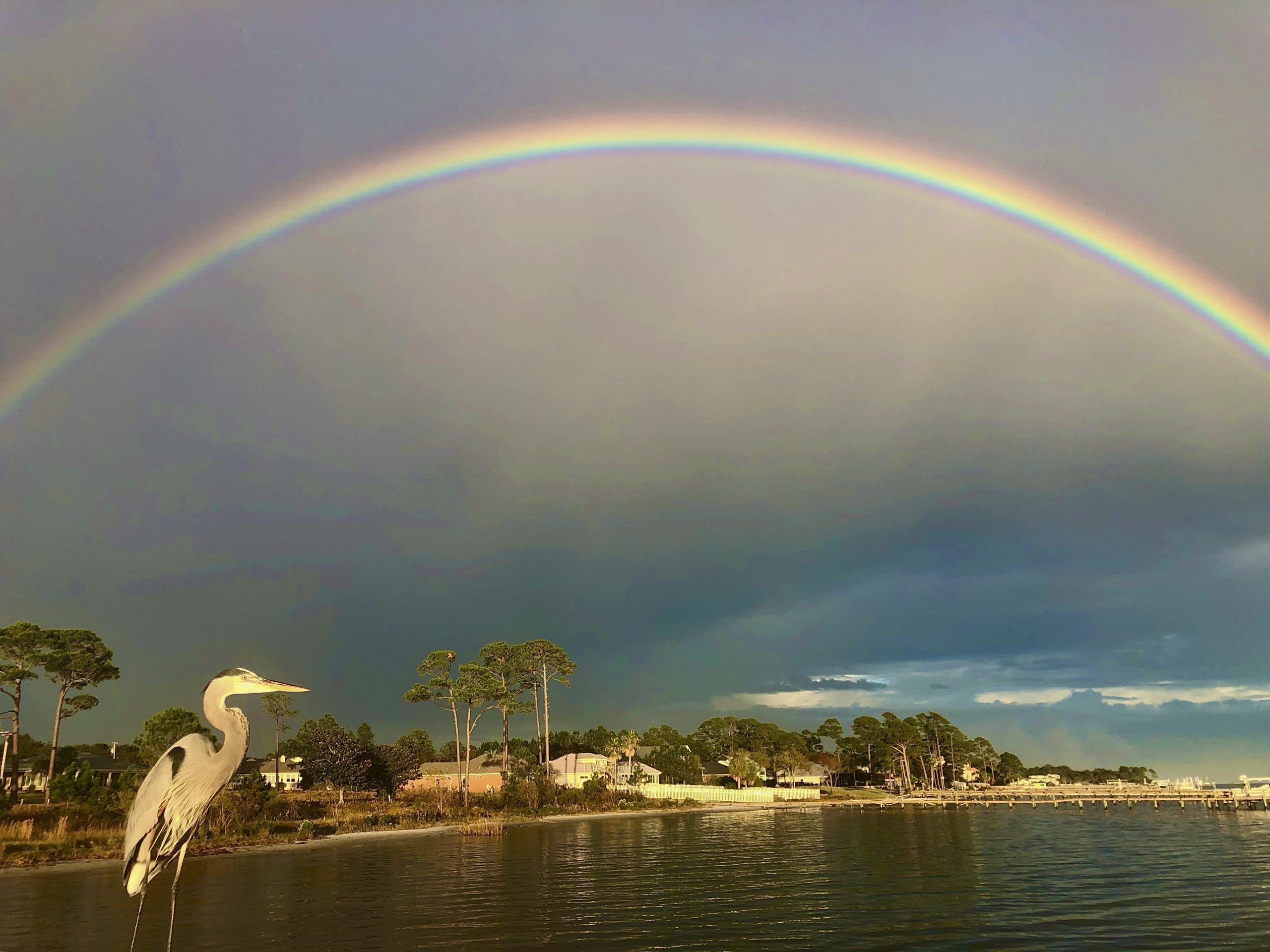 Today's Photo of the Day comes from Daniel Juarez Jr. Daniel got a two-for-one special with this rainbow and heron combination. The photo was taken at the Holley by the Sea Recreational Center pier. 🌈