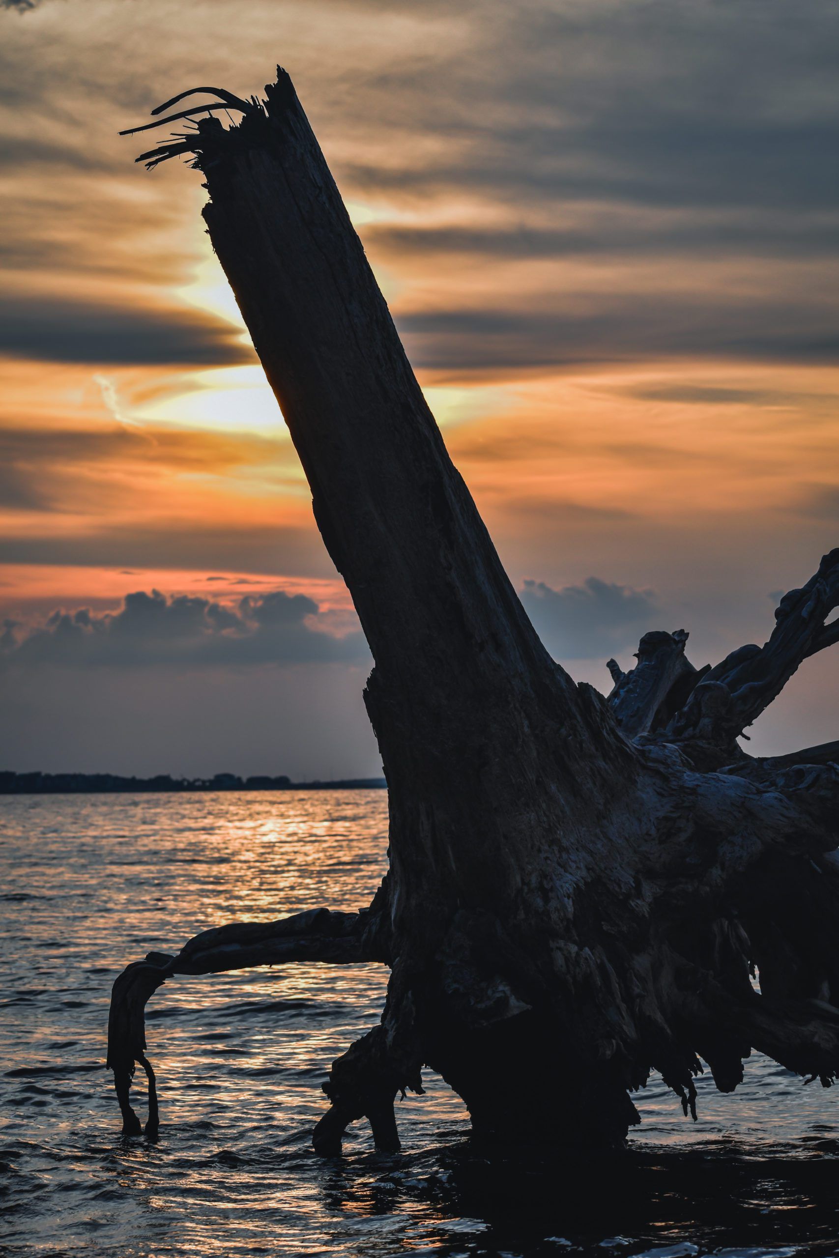 Today's Photo of the Day comes from Sarah Marlow. Sarah was able to capture this shadowy fallen limb on the Santa Rosa Sound.