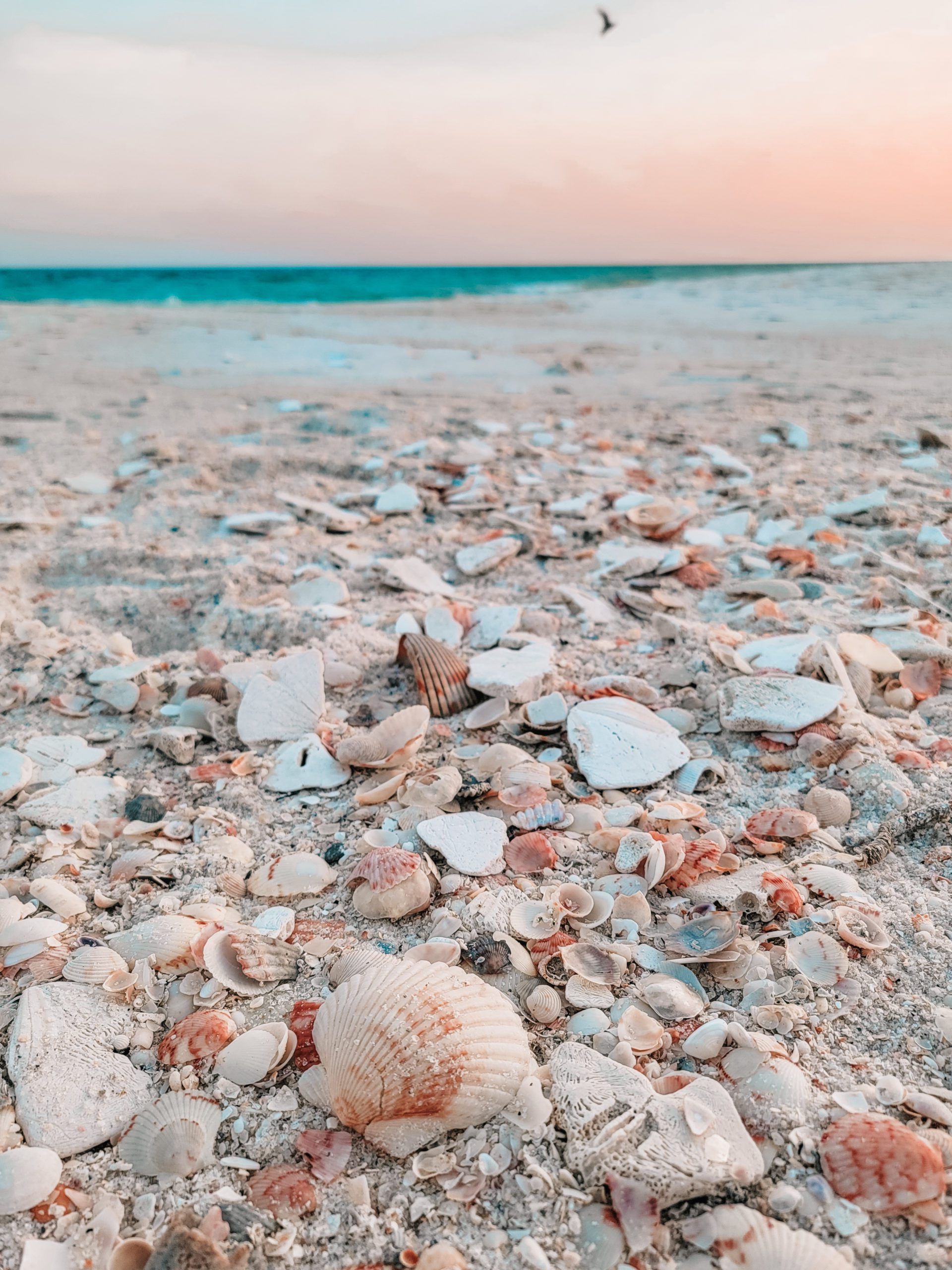 Today's Photo of the Day comes from Liz Fisher. Liz took this photo on Navarre Beach at sunset on a beautiful August night. 🐚