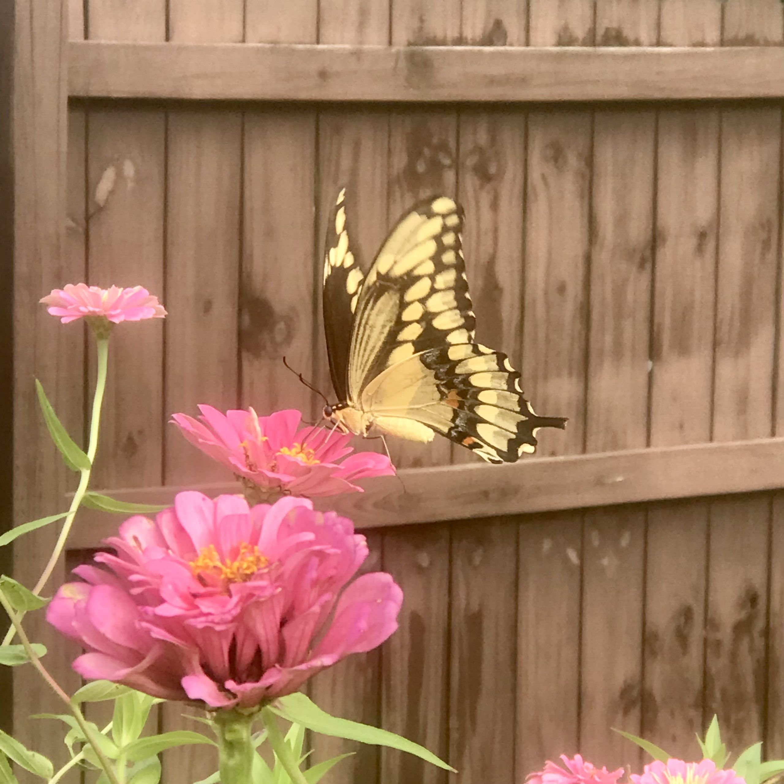 Today's Photo of the Day comes from Heidi Moore. Heidi spotted this giant swallowtail butterfly in her zinnia garden back in September.

"It's so amazing to compare the side view, as it is totally different," Heidi said.