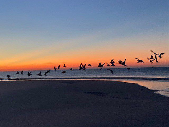 Today's Photo of the Day comes from Maryetta Casey. Maryetta was able to capture a flock of birds on a gorgeous morning at Navarre Beach.