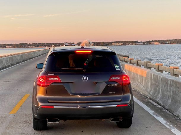 Pup in Beach Traffic