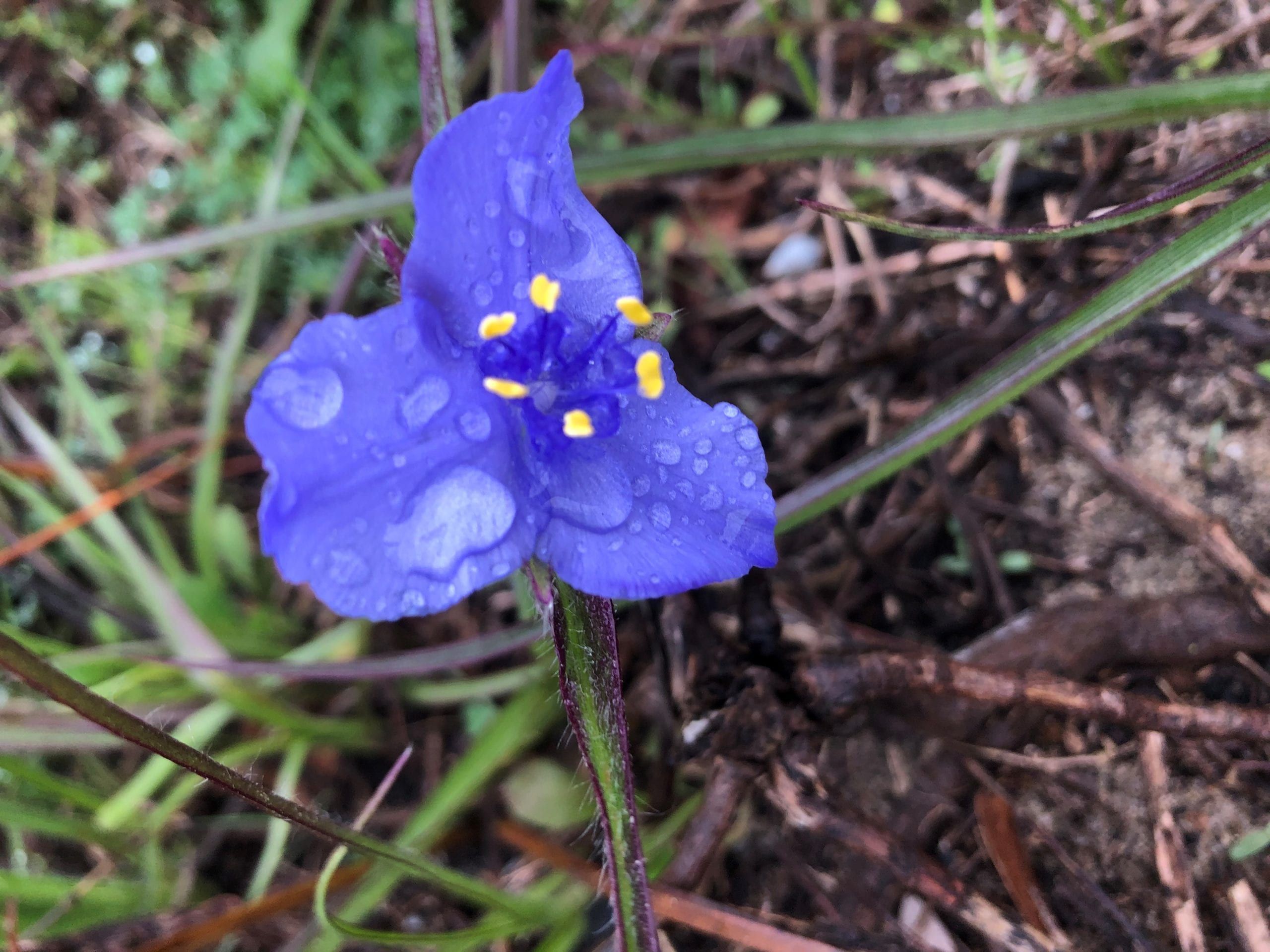Spring is around the corner and that means flowers galore. Please send your best flower pictures to editor@navarrepress.com.
Today's Photo of the Day was taken by our editor Wendy Rudman.