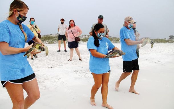 Navarre turtles rehabbed, released