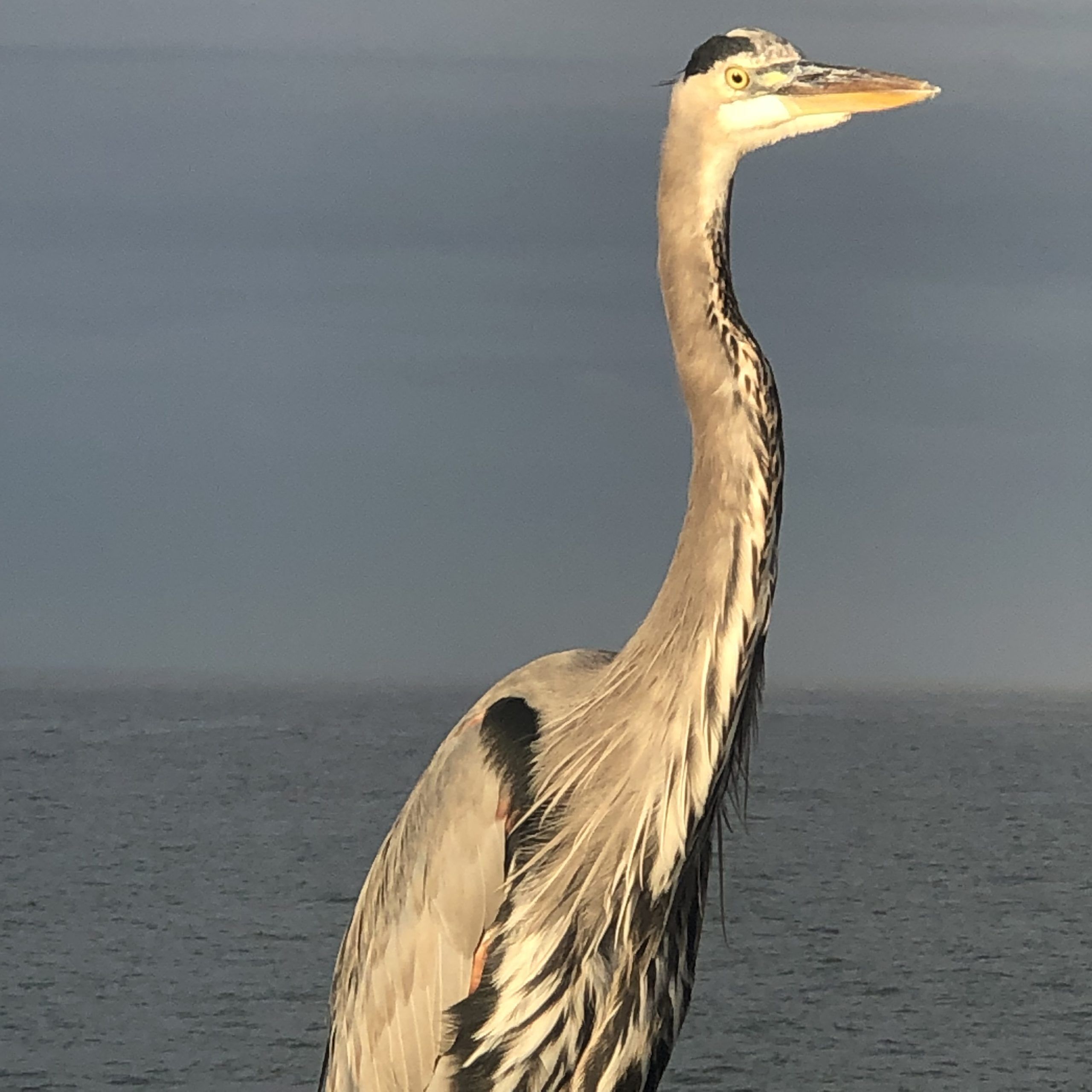 Today's Photo of the Day comes from Larry Schmid. Larry took this photo of a heron while on the Navarre Beach Fishing Pier during an early October morning.