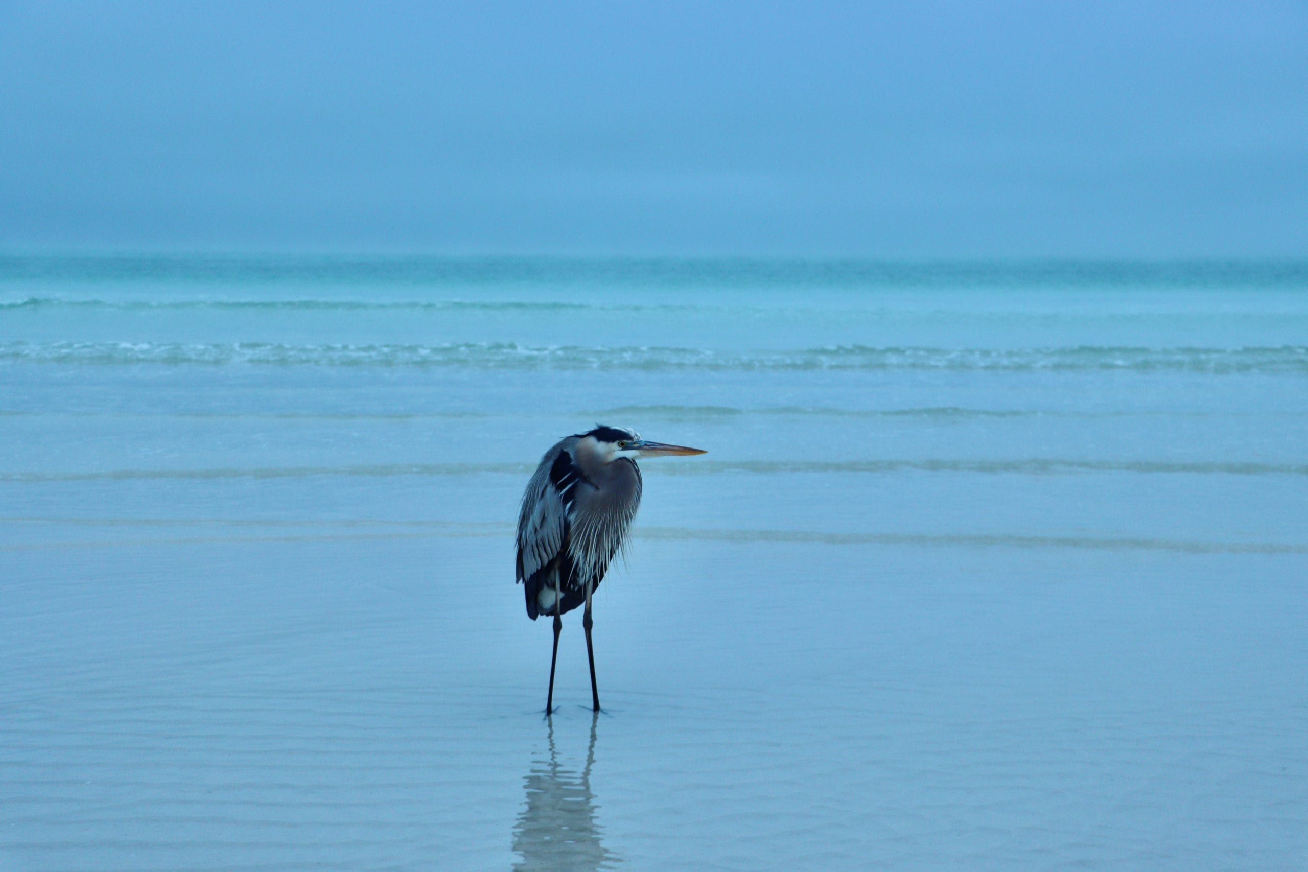 Cold Beach-Blue Heron