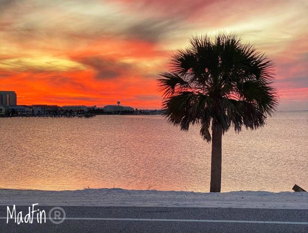 Palm Tree Sunset