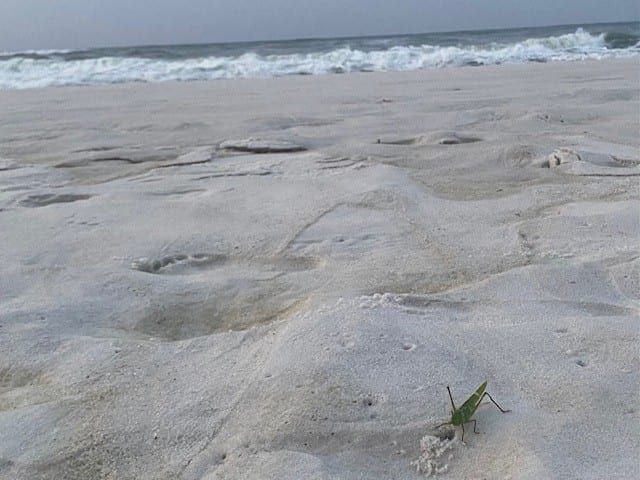 Hopping into the week like this grasshopper on Navarre Beach.
Today's Photo of the Day was taken by Maryetta Casey. Submit your cool photos at navarrepress.com/potd