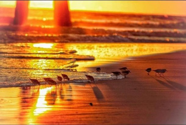 sanderling