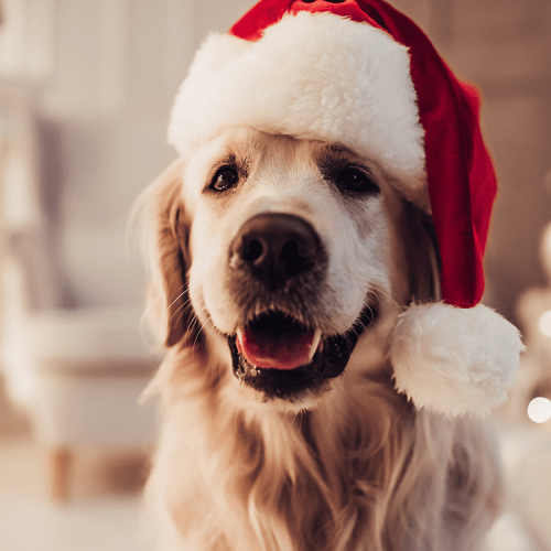 Dog in Santa Hat