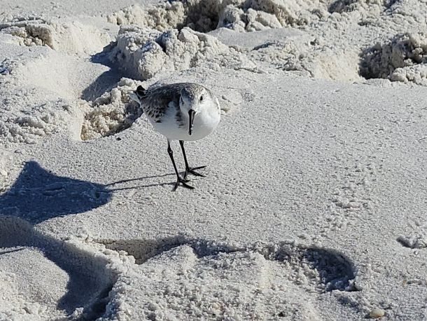 beach bird