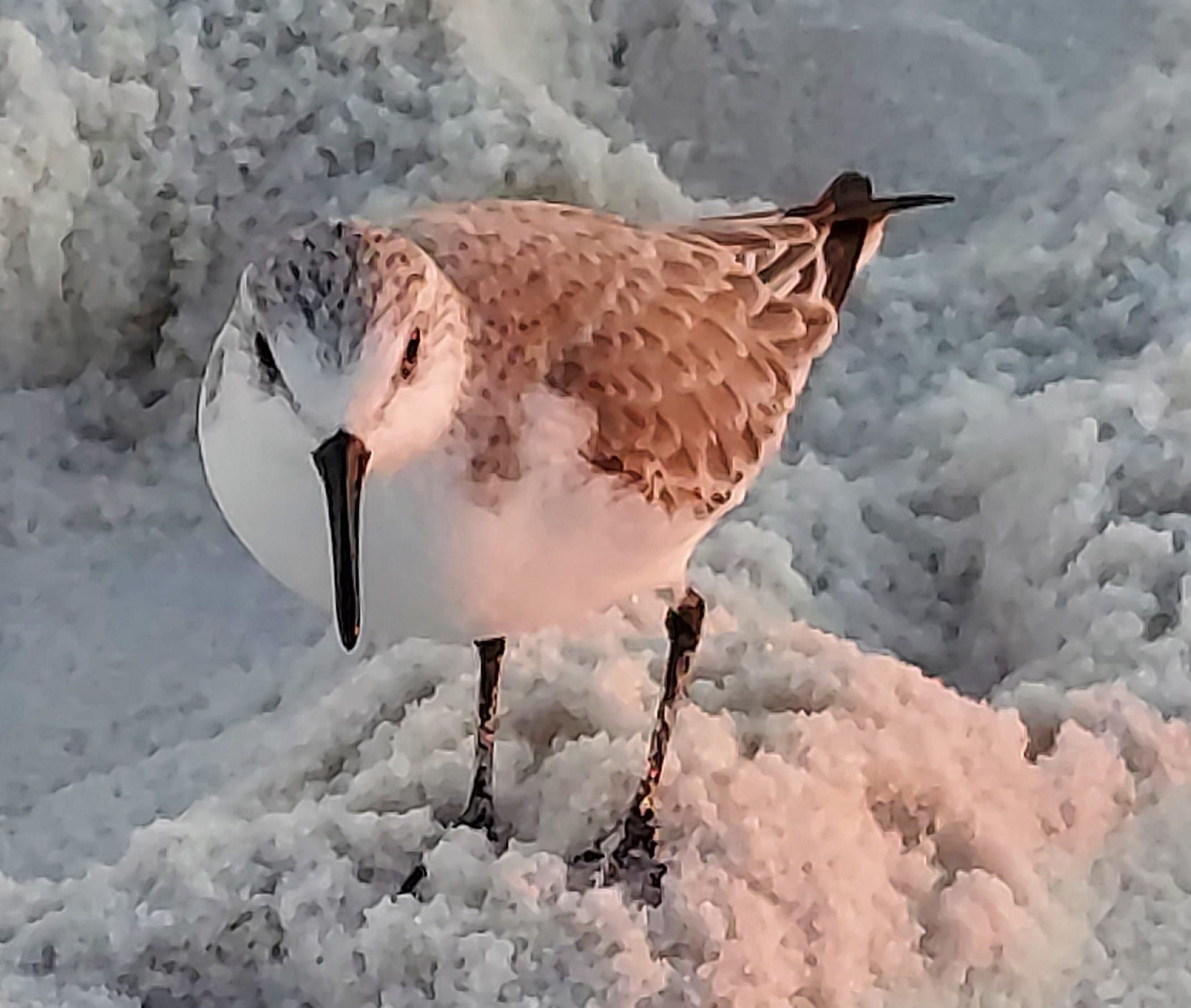 We hope this cute sanderling cures your case of the Monday morning blues.
Today's Photo of the Day was taken by Nancy Smith.