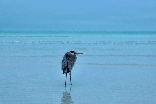 Cold Beach-Blue Heron