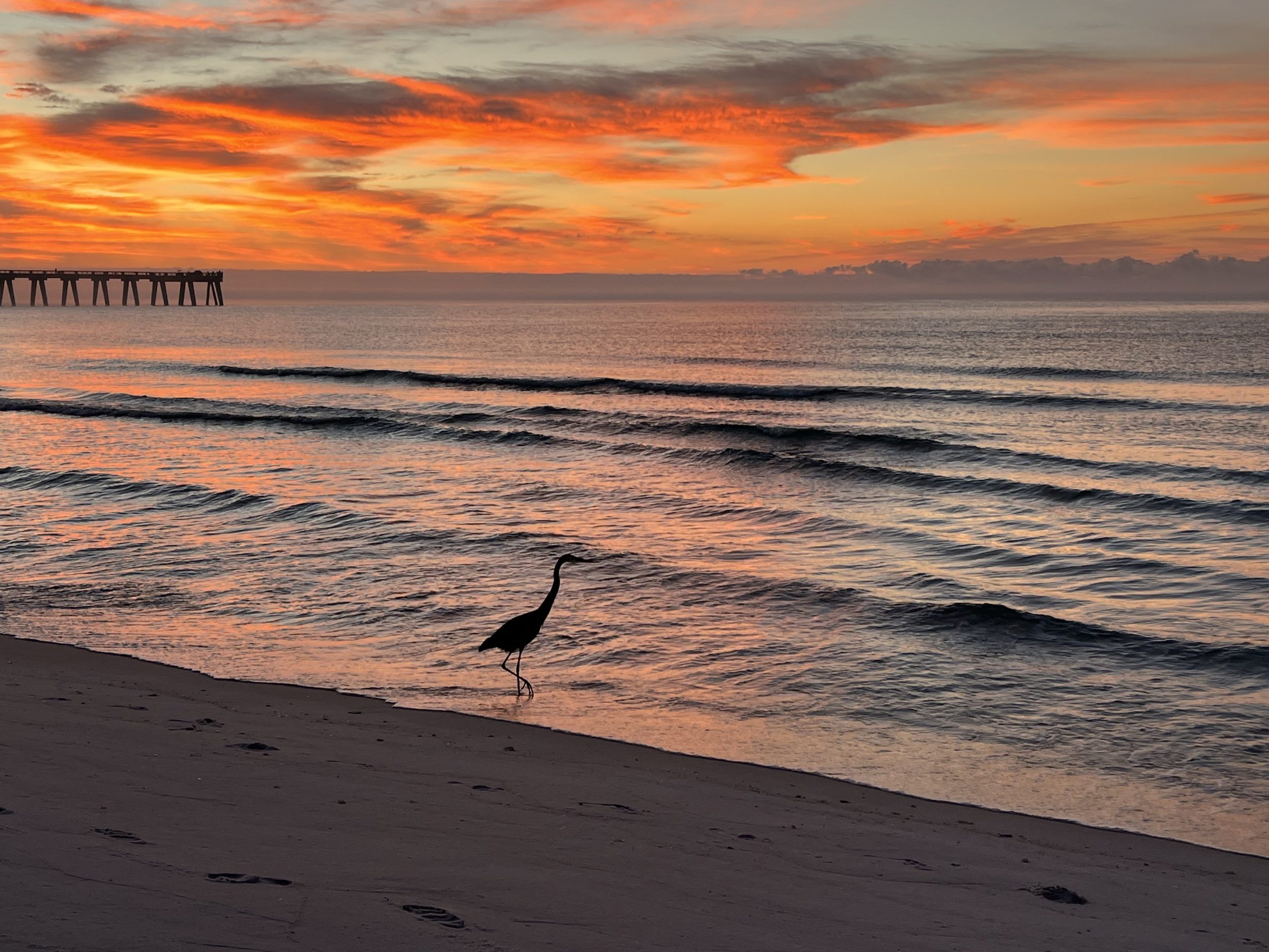 Today's Photo of the Day comes from Julie Shimshack. 

"Checking out the sunrise on Dec. 4th with my crane buddy and the pier in the background," Julie said. 🌅