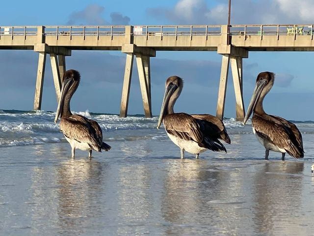 These 3 pelicans sure are happy the sun is shining and things are warming up on Navarre Beach. 
Today's Photo of the Day was submitted by Kristen Fitzsimmons.