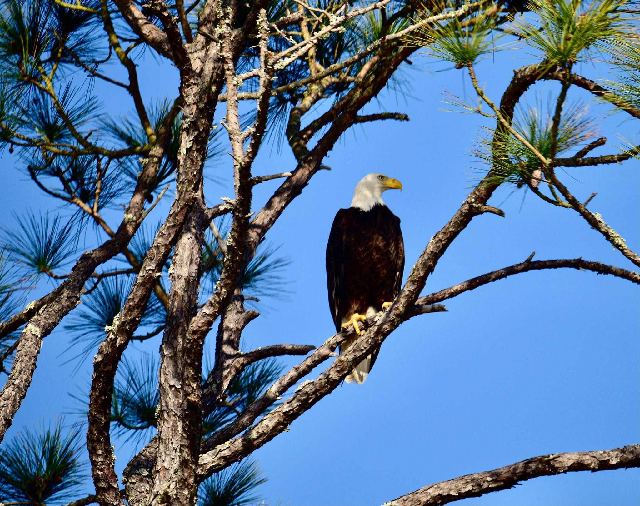 Did you know that eagle eyes are up to 8 times stronger than human eyes and adult bald eagles have a 7-foot wingspan?
Today's Photo of the Day was taken by Osmel Alfonso in Navarre.
If you would like to see more cool photos of eagles, check out the front of our Community section this week.
