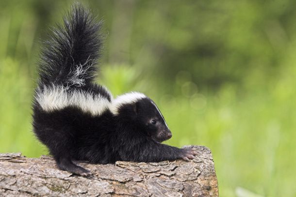 Baby Skunk