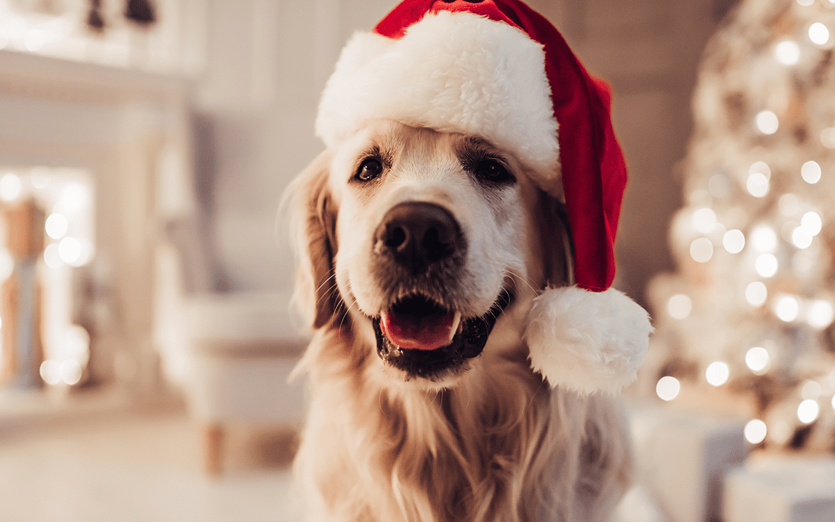 Animal Services announces Home for the Pawlidays foster care program