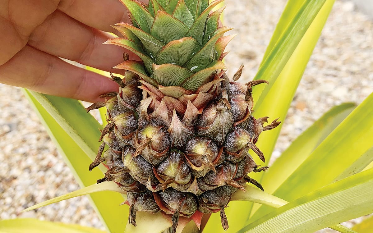 Florida sunshine helps produce pineapple passion Navarre Press